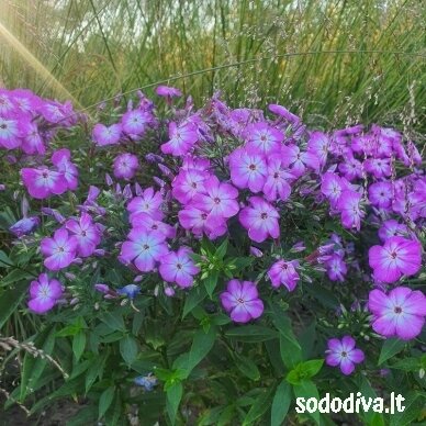 Flioksas šluotelinis ‘VIOLET CHARM‘ 3