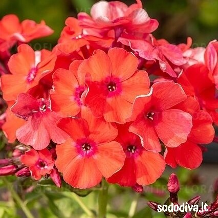 Flioksas šluotelinis 'ORANGE PERFECTION' Flioksas šluotelinis 'ORANGE PERFECTION'