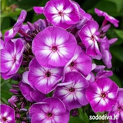 Flioksas šluotelinis 'LAURA' Flioksas šluotelinis 'LAURA'