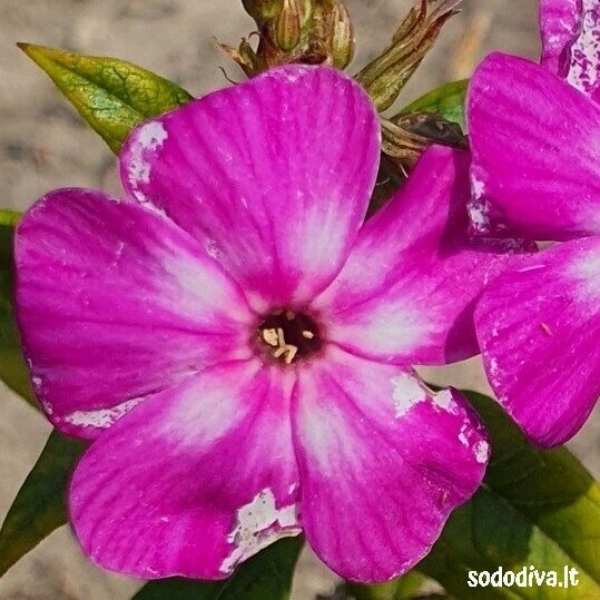 Flioksas šluotelinis ‘VIOLET CHARM‘ 2