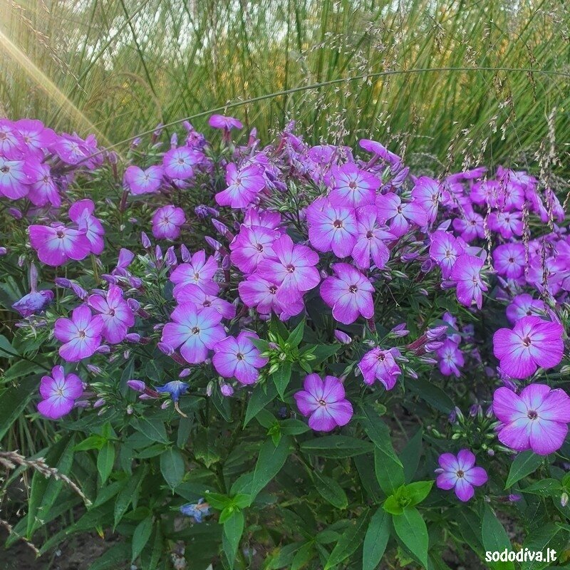 Flioksas šluotelinis ‘VIOLET CHARM‘ 3