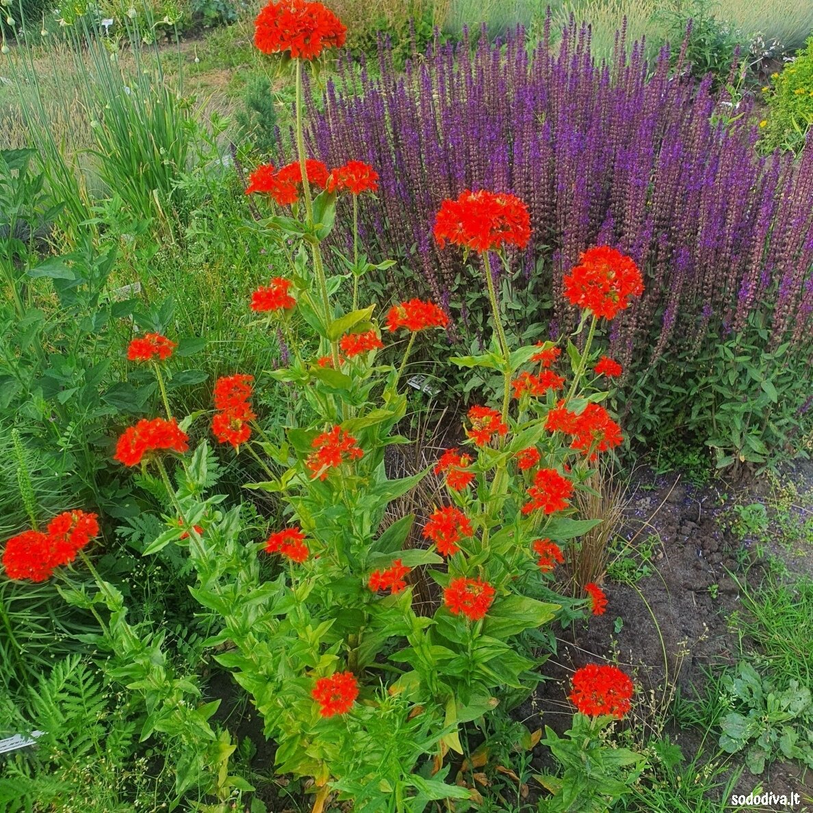 Gaisrena goštautinė ‘RED‘