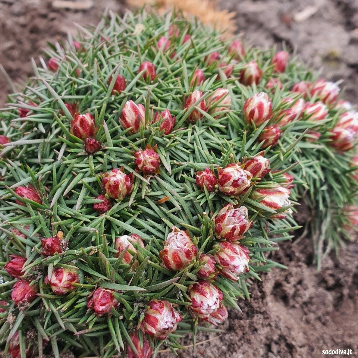 Gvaizdė  ‘BEVANS VARIETY‘ 2