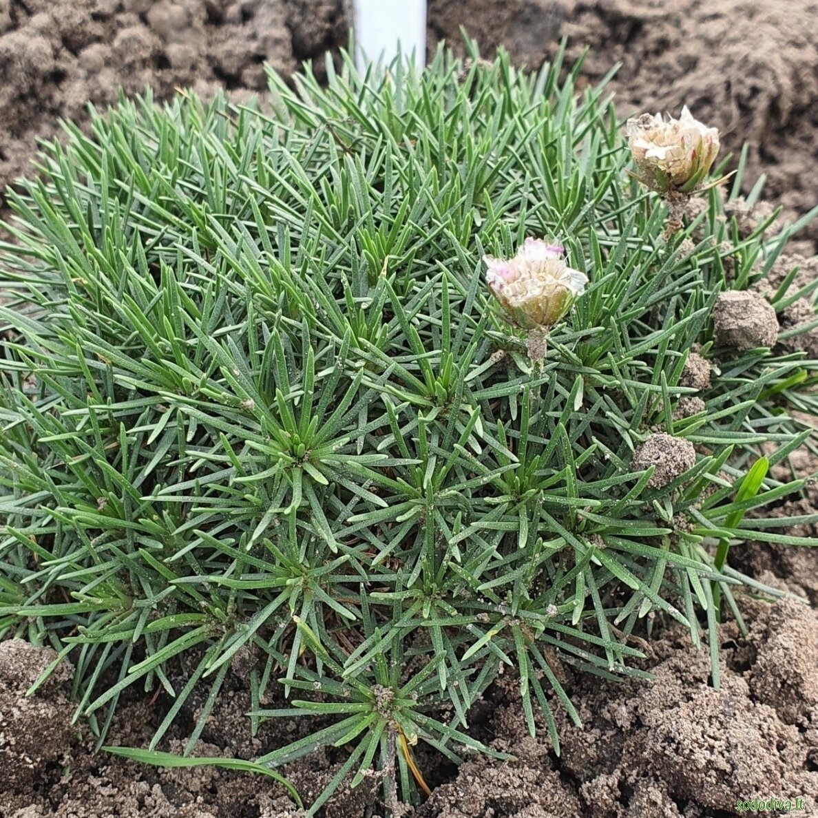 Gvaizdė  ‘BEVANS VARIETY‘ 3