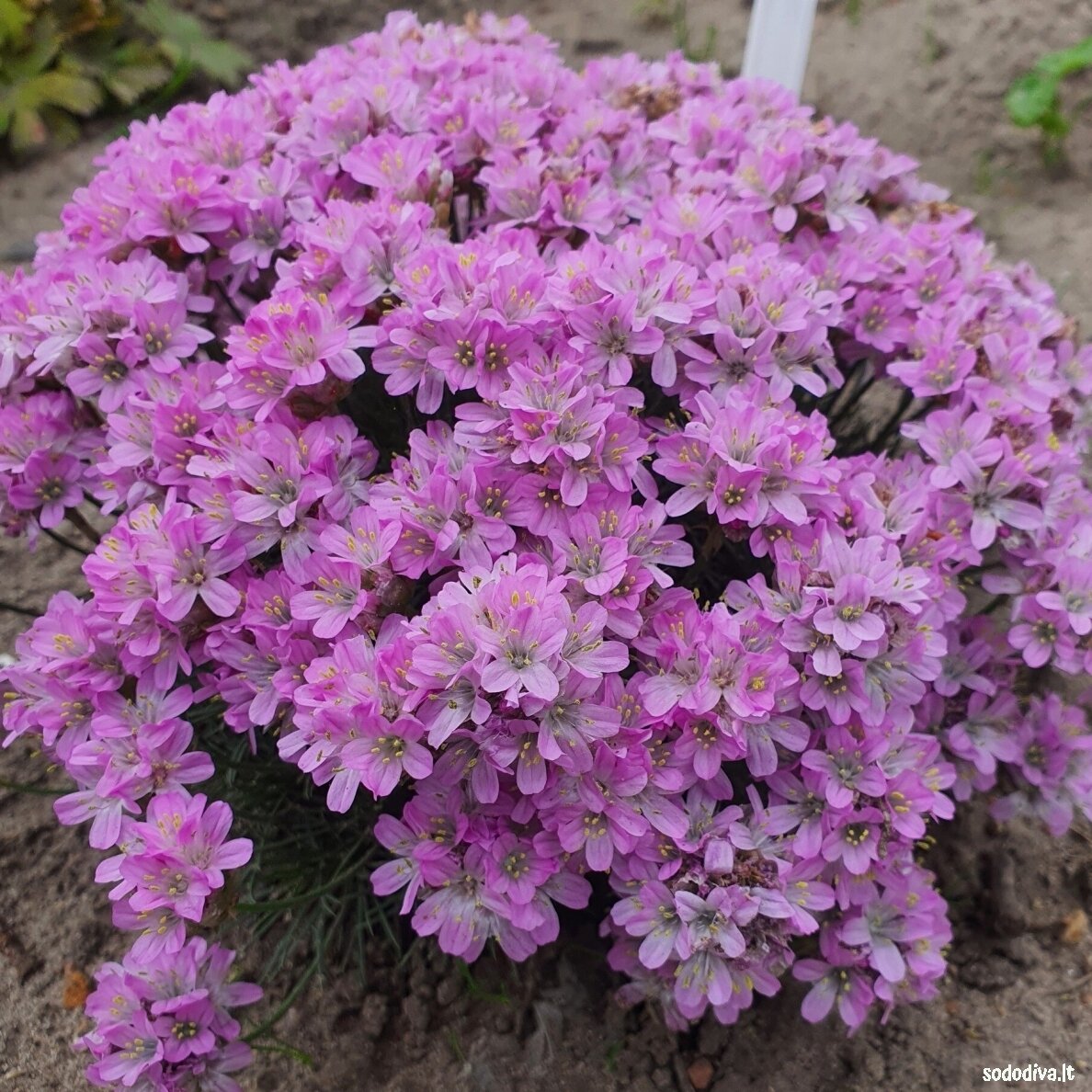 Gvaizdė  ‘BEVANS VARIETY‘