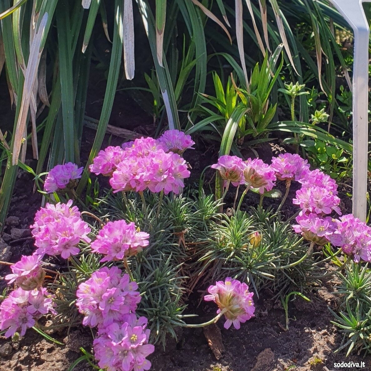 Gvaizdė  ‘BEVANS VARIETY‘ 4