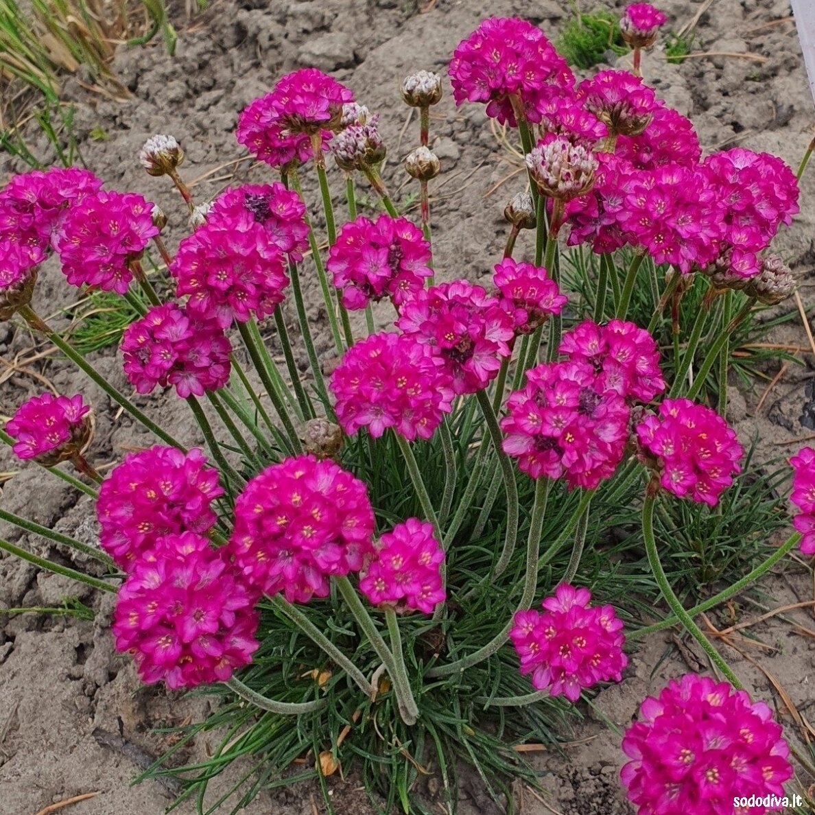 Gvaizdė pajūrinė ‘SPLENDENS‘