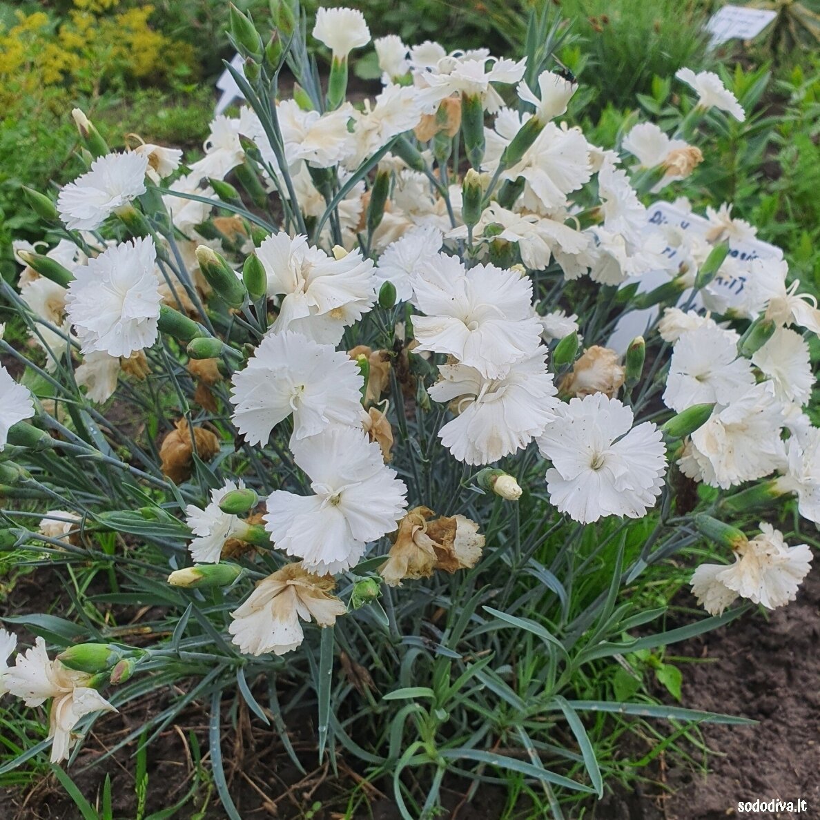 Gvazdikas plunksnuotasis ‘ANGEL OF PURITY‘ Gvazdikas plunksnuotasis ‘ANGEL OF PURITY‘