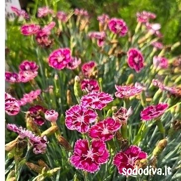 Gvazdikas ‘SUPERNOVA‘ Gvazdikas ‘SUPERNOVA‘