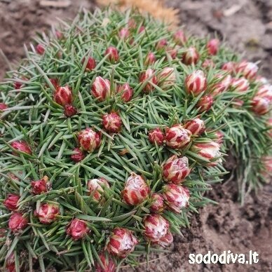 Gvaizdė  ‘BEVANS VARIETY‘ 2
