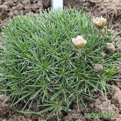 Gvaizdė  ‘BEVANS VARIETY‘ 3