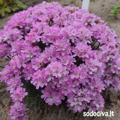 Gvaizdė  ‘BEVANS VARIETY‘