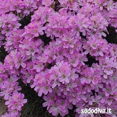 Gvaizdė  ‘BEVANS VARIETY‘ 1