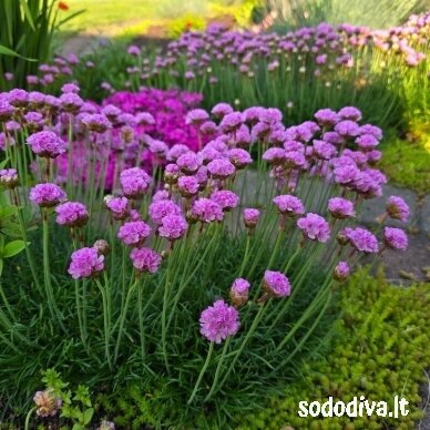 Gvaizdė pajūrinė