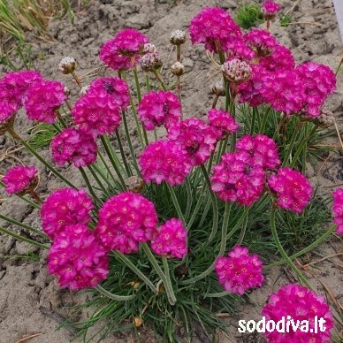 Gvaizdė pajūrinė ‘SPLENDENS‘ Gvaizdė pajūrinė ‘SPLENDENS‘