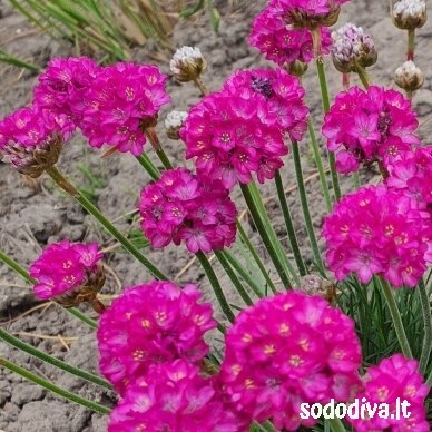 Gvaizdė pajūrinė ‘SPLENDENS‘ 1 Gvaizdė pajūrinė ‘SPLENDENS‘ 1