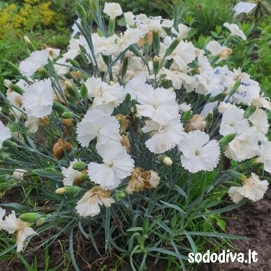 Gvazdikas plunksnuotasis ‘ANGEL OF PURITY‘ Gvazdikas plunksnuotasis ‘ANGEL OF PURITY‘