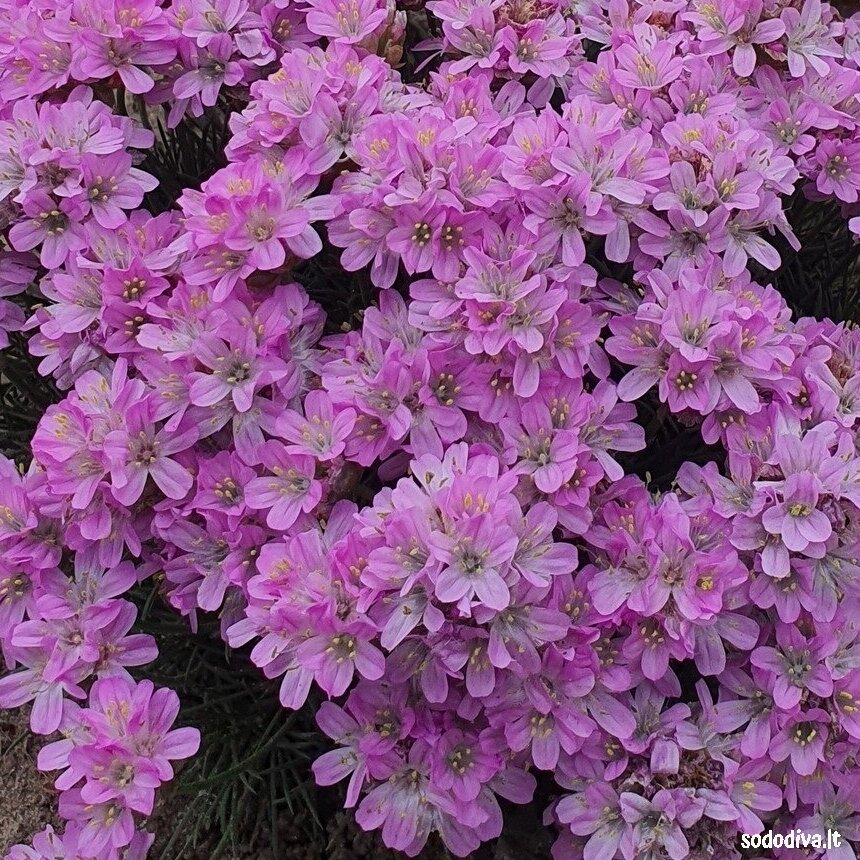 Gvaizdė  ‘BEVANS VARIETY‘ 1