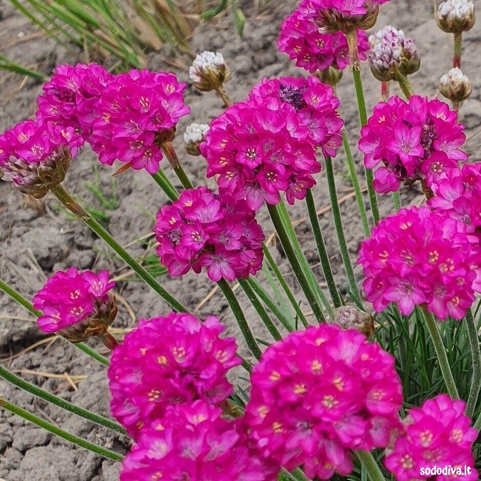 Gvaizdė pajūrinė ‘SPLENDENS‘ 1 Gvaizdė pajūrinė ‘SPLENDENS‘ 1