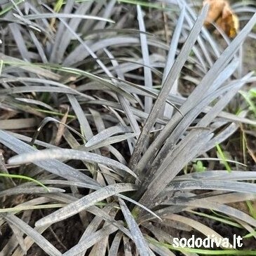 Gyvatbarzdė plokščiastiebė ‘NIGRESCENS‘ 3 Gyvatbarzdė plokščiastiebė ‘NIGRESCENS‘ 3