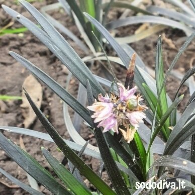 Gyvatbarzdė plokščiastiebė ‘NIGRESCENS‘ 2 Gyvatbarzdė plokščiastiebė ‘NIGRESCENS‘ 2