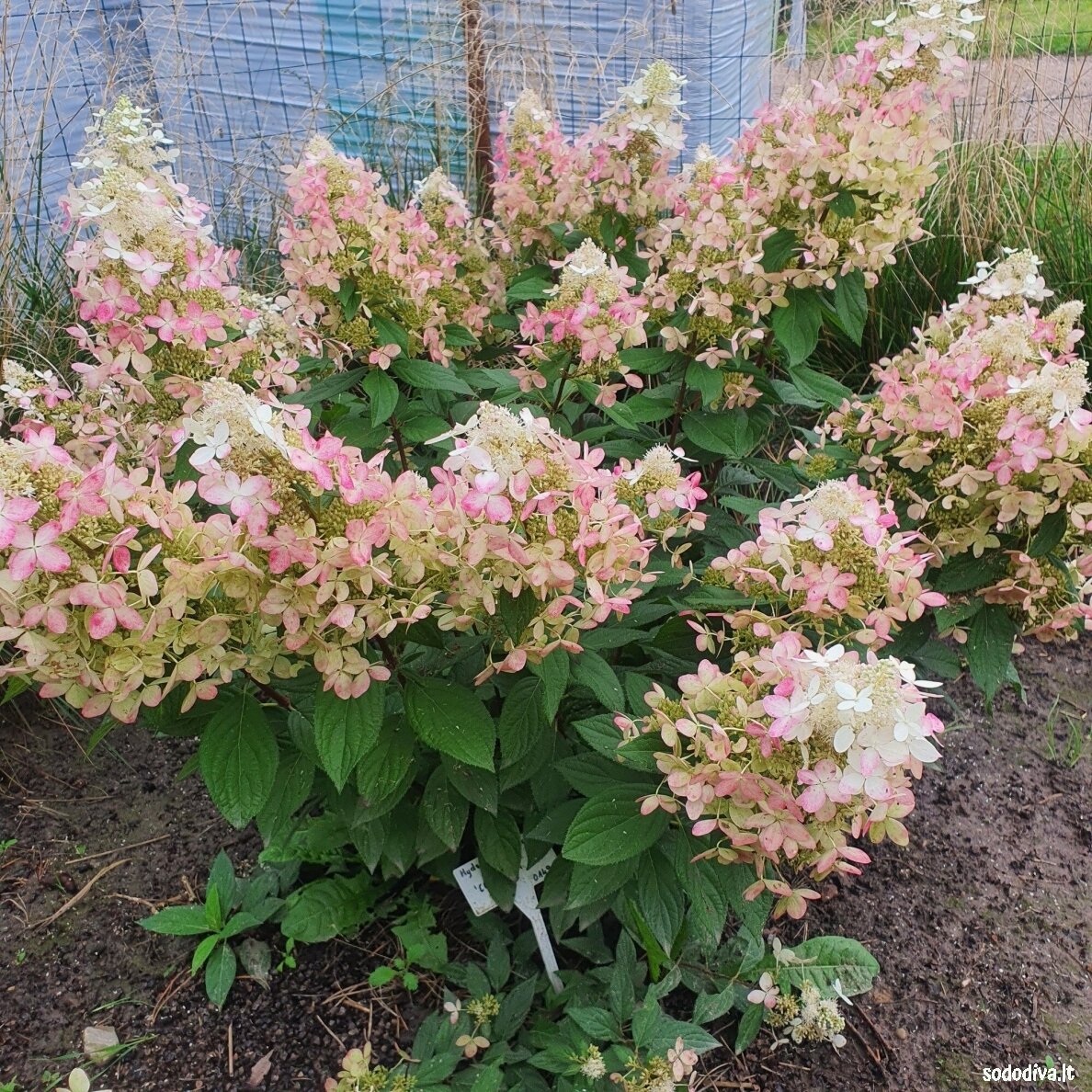 Hortenzija šluotelinė 'CONFETTI' 4