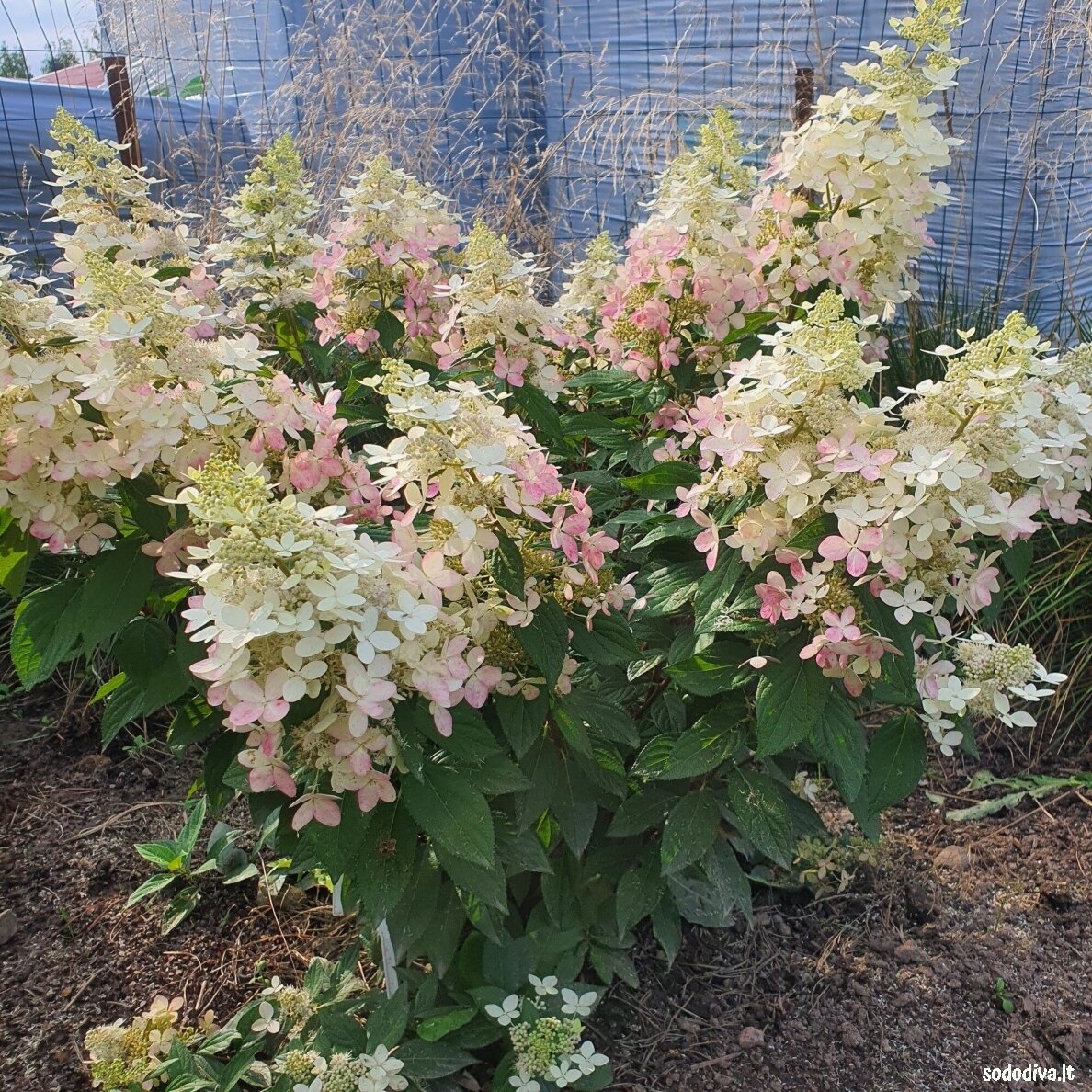 Hortenzija šluotelinė 'CONFETTI'