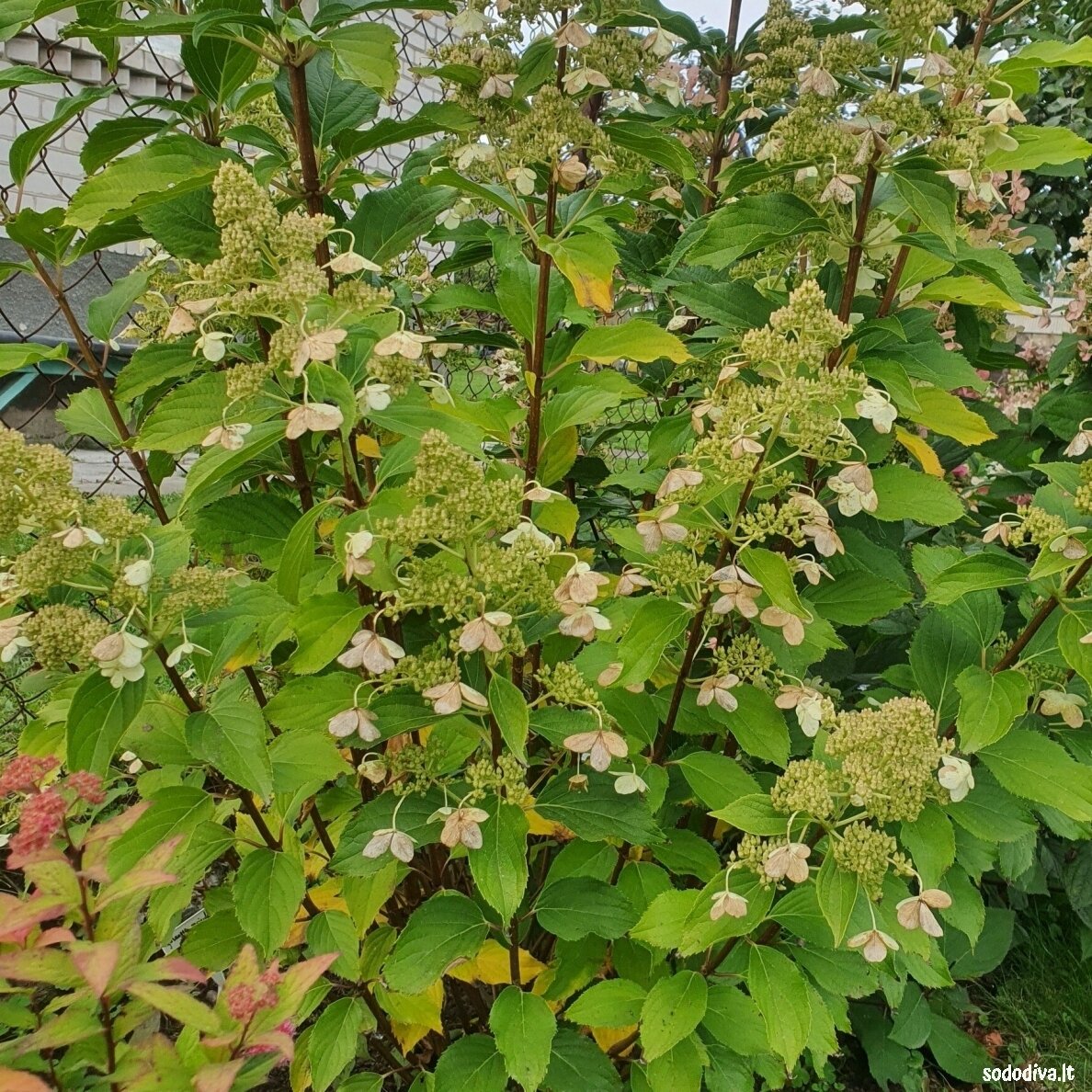 Hortenzija šluotelinė 'KYUSHU' 1 Hortenzija šluotelinė 'KYUSHU' 1