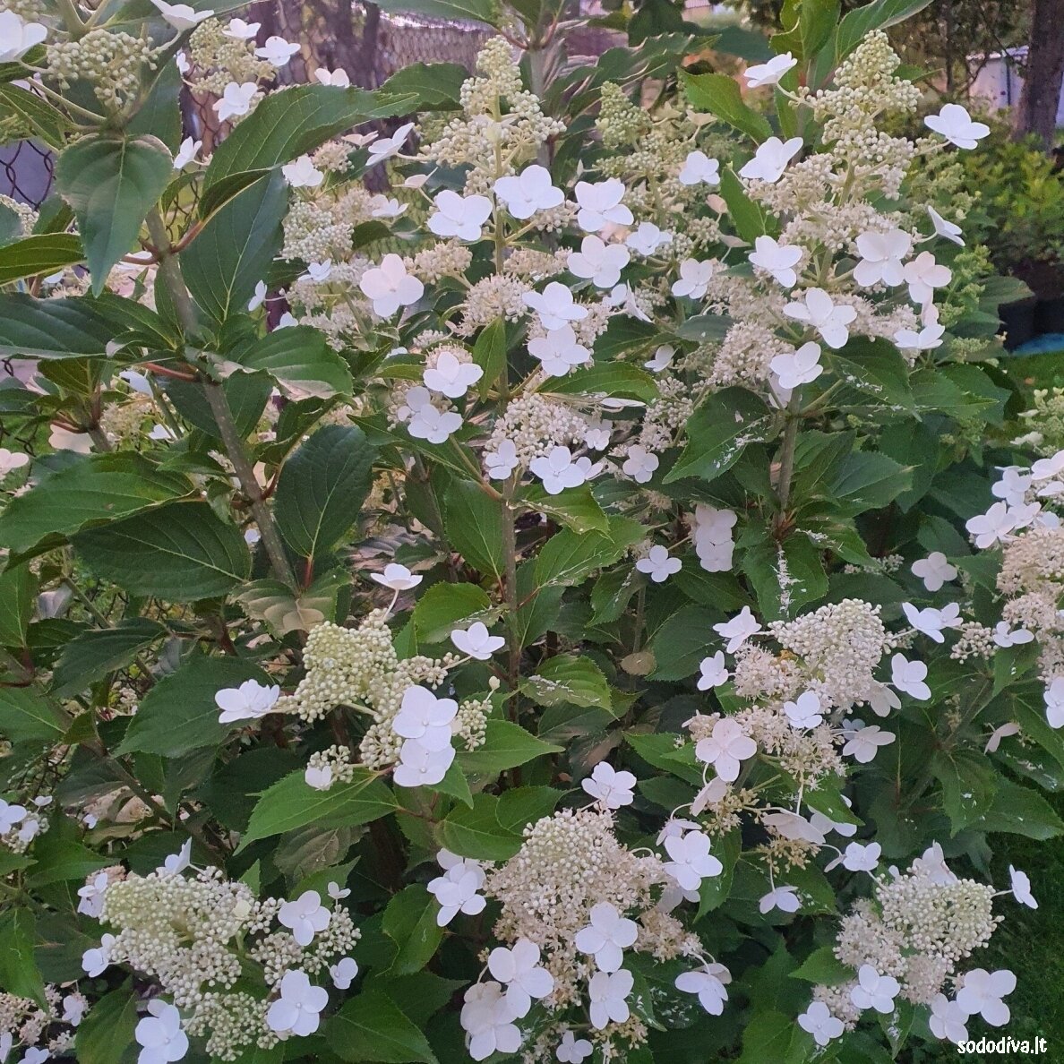 Hortenzija šluotelinė 'KYUSHU' Hortenzija šluotelinė 'KYUSHU'