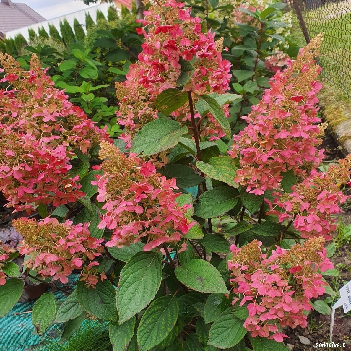 Hortenzija šluotelinė 'PINKY WINKY' Hortenzija šluotelinė 'PINKY WINKY'