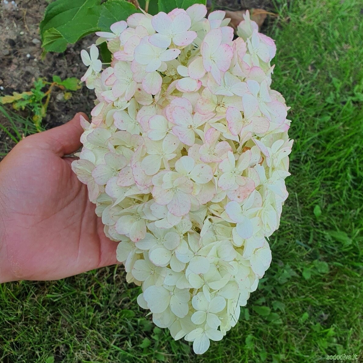 Hortenzija šluotelinė 'POLAR BEAR' 1