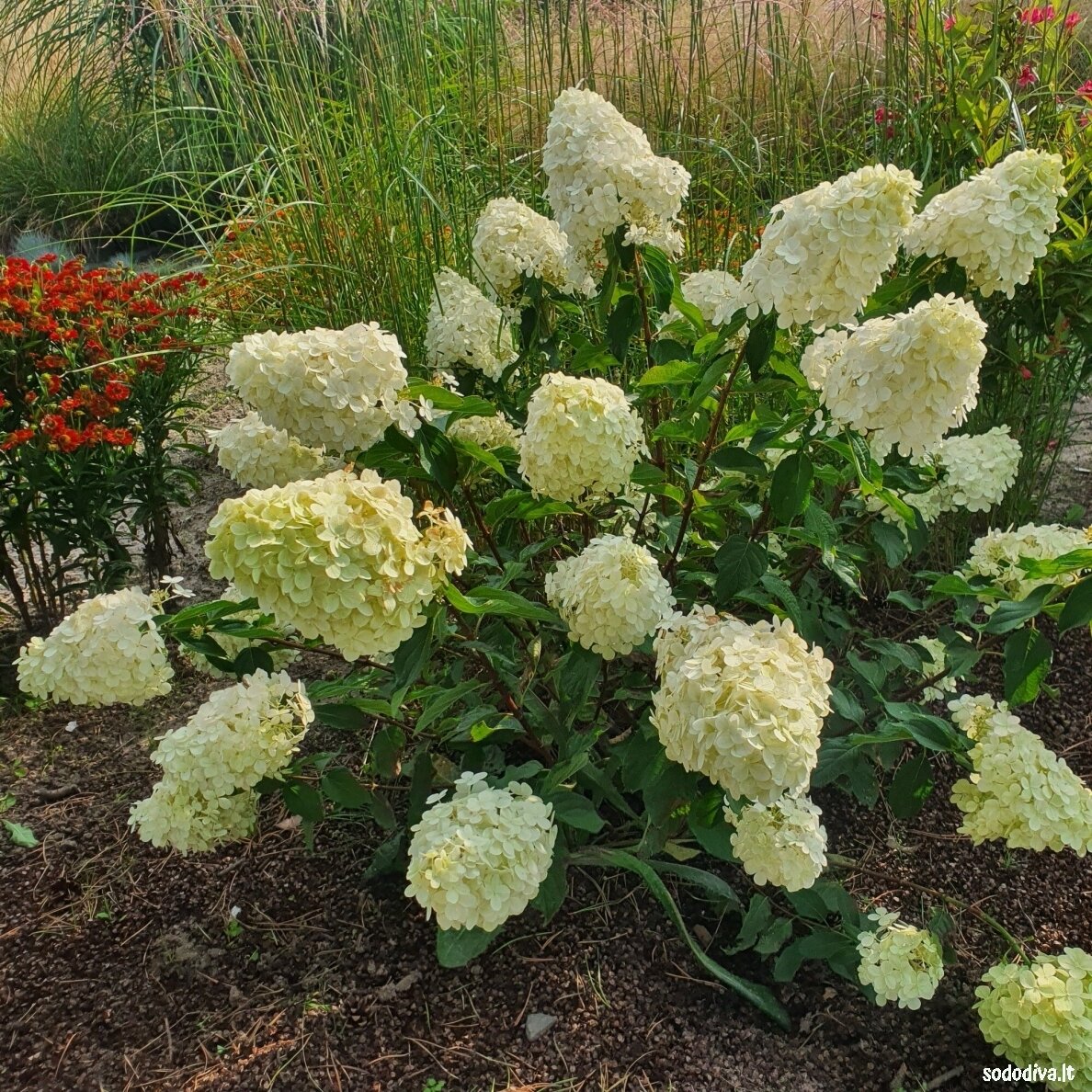 Hortenzija šluotelinė 'POLAR BEAR'