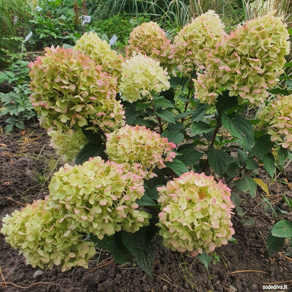 Hortenzija šluotelinė ‘SUGAR RUSH‘ 1
