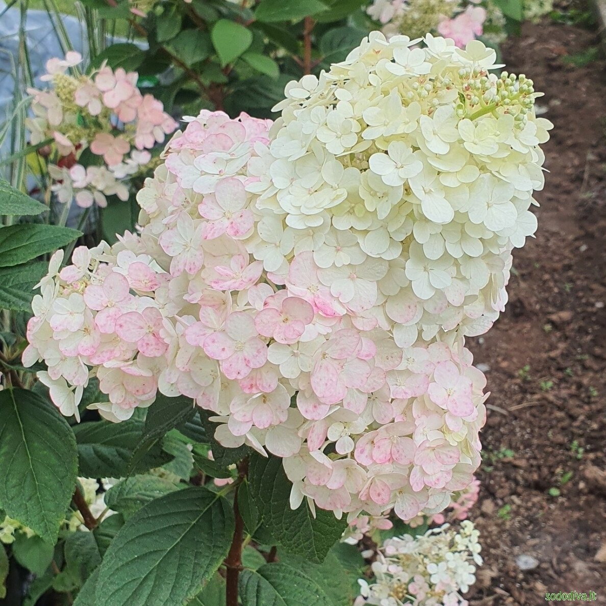 Hortenzija šluotelinė 'SUNDEA FRAISE' 2 Hortenzija šluotelinė 'SUNDEA FRAISE' 2