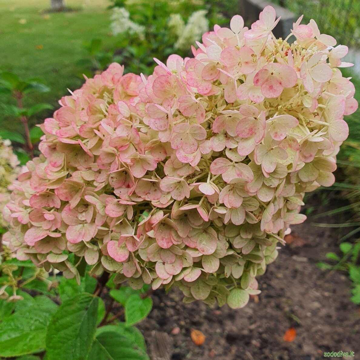 Hortenzija šluotelinė 'SUNDEA FRAISE' 3 Hortenzija šluotelinė 'SUNDEA FRAISE' 3