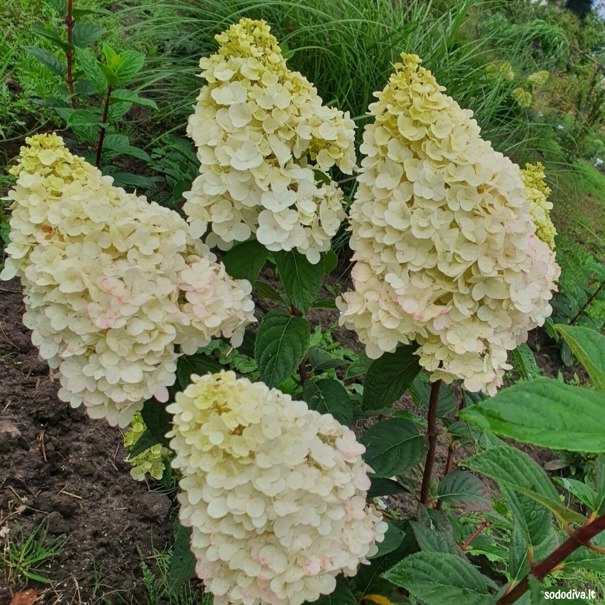 Hortenzija šluotelinė 'SUNDEA FRAISE' 4 Hortenzija šluotelinė 'SUNDEA FRAISE' 4