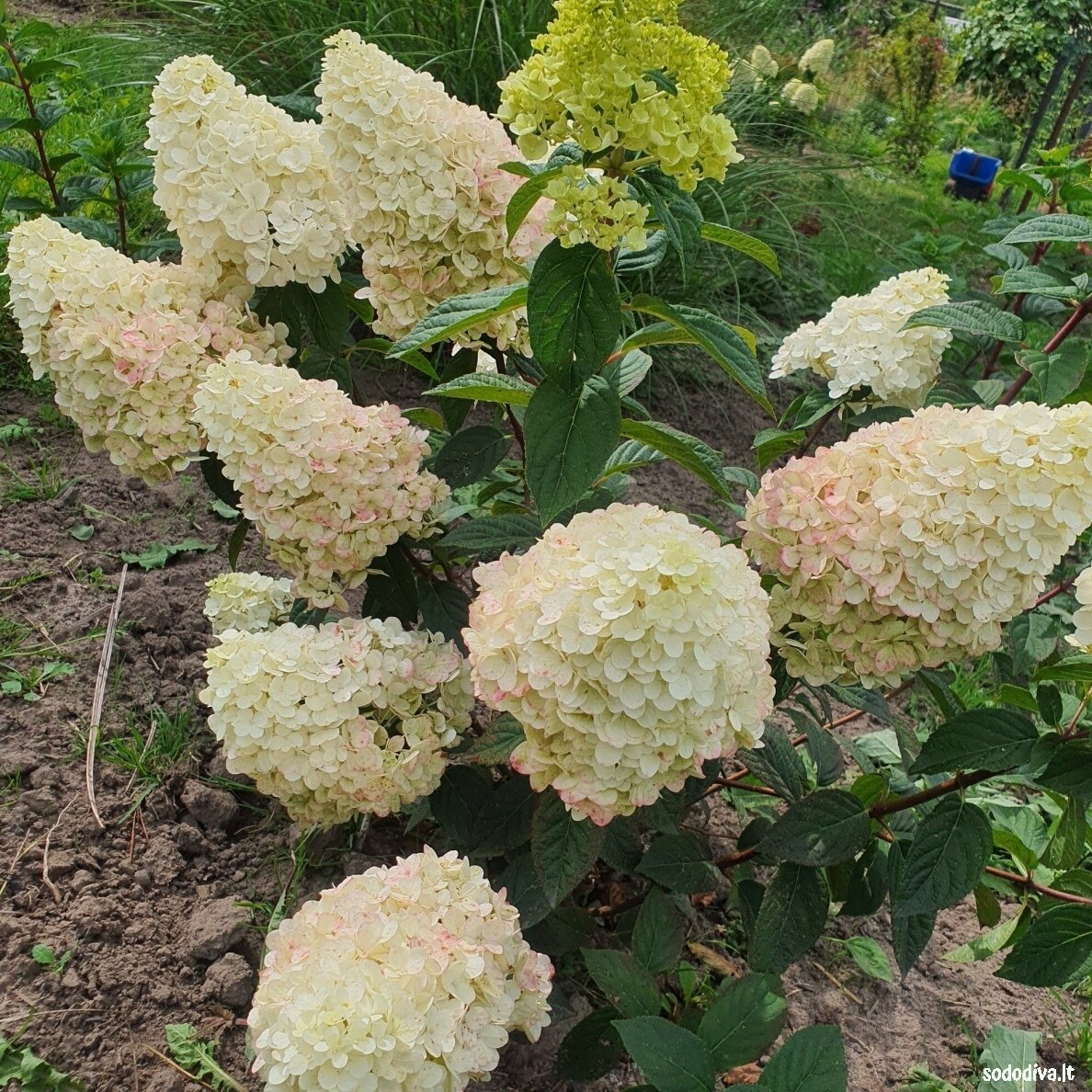 Hortenzija šluotelinė 'SUNDEA FRAISE' 6 Hortenzija šluotelinė 'SUNDEA FRAISE' 6