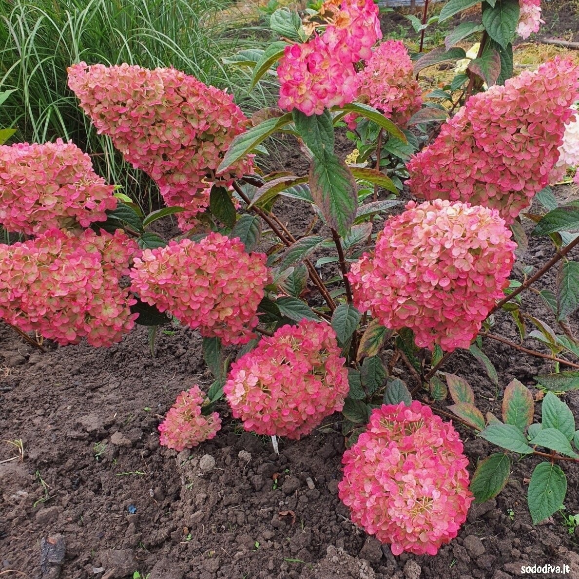 Hortenzija šluotelinė 'SUNDEA FRAISE' 1 Hortenzija šluotelinė 'SUNDEA FRAISE' 1