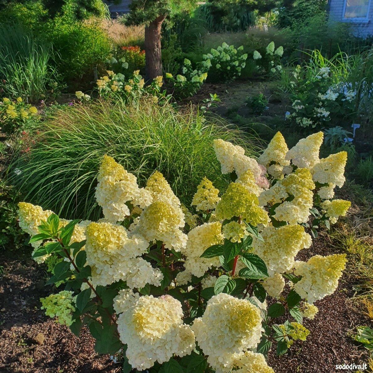 Hortenzija šluotelinė 'SUNDEA FRAISE' 7 Hortenzija šluotelinė 'SUNDEA FRAISE' 7
