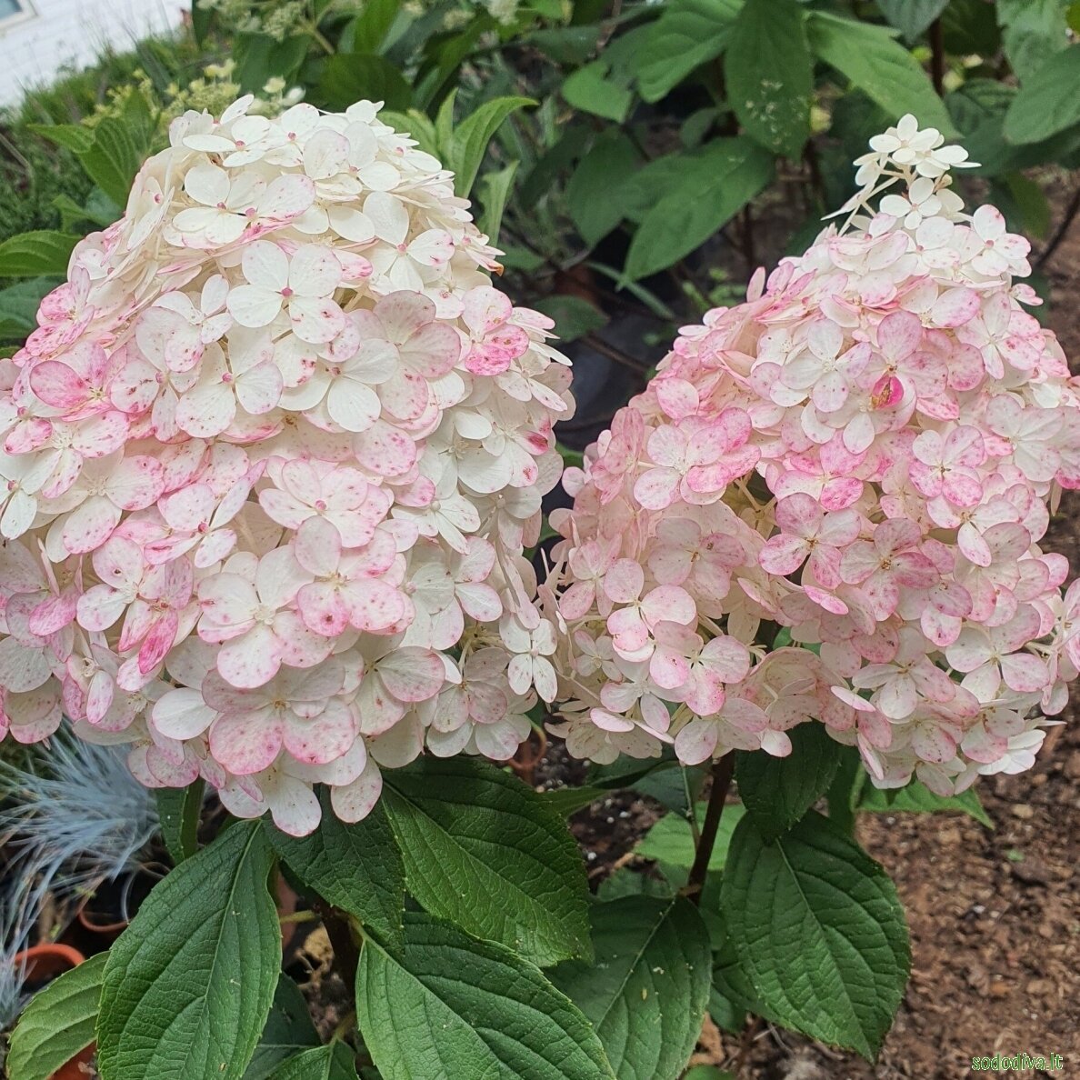 Hortenzija šluotelinė 'VANILLE FRAISE' 1 Hortenzija šluotelinė 'VANILLE FRAISE' 1