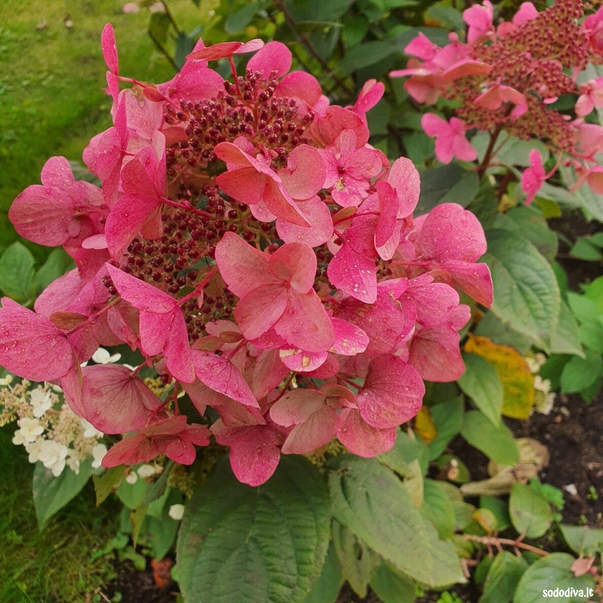 Hortenzija šluotelinė  ‘WIM‘S RED‘