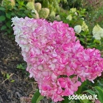 Hortenzija šluotelinė 'VANILLE FRAISE' Hortenzija šluotelinė 'VANILLE FRAISE'