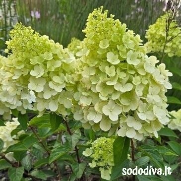 Hortenzija šluotelinė ‘HERCULES‘