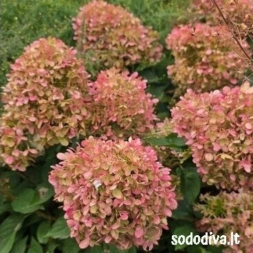 Hortenzija šluotelinė 'LITTLE LIME'