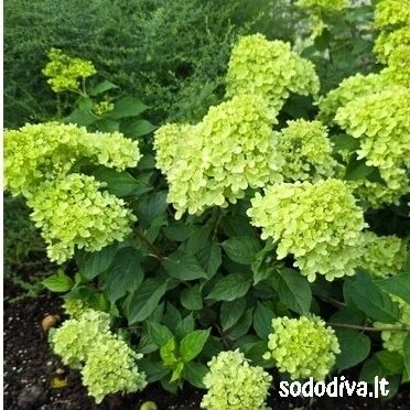 Hortenzija šluotelinė 'LITTLE LIME' 2 Hortenzija šluotelinė 'LITTLE LIME' 2