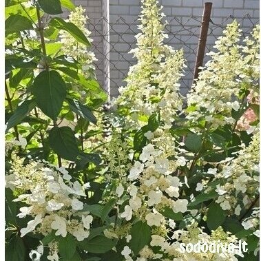 Hortenzija šluotelinė 'TARDIVA' Hortenzija šluotelinė 'TARDIVA'