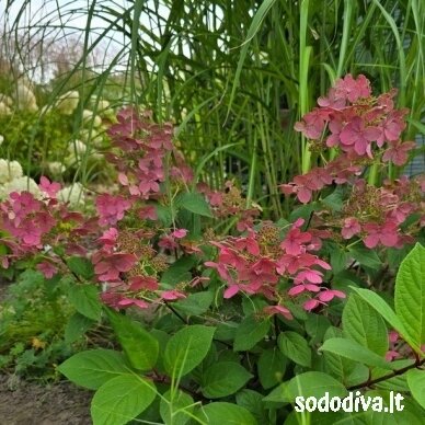 Hortenzija šluotelinė EARLY SENSATION ‘BULK‘ Hortenzija šluotelinė EARLY SENSATION ‘BULK‘