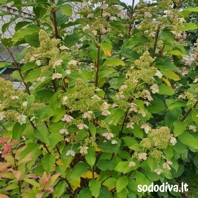 Hortenzija šluotelinė 'KYUSHU' 1 Hortenzija šluotelinė 'KYUSHU' 1