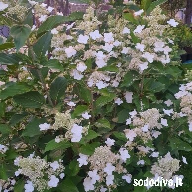 Hortenzija šluotelinė 'KYUSHU' Hortenzija šluotelinė 'KYUSHU'