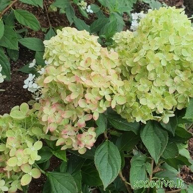 Hortenzija šluotelinė 'LITTLE LIME' 5 Hortenzija šluotelinė 'LITTLE LIME' 5